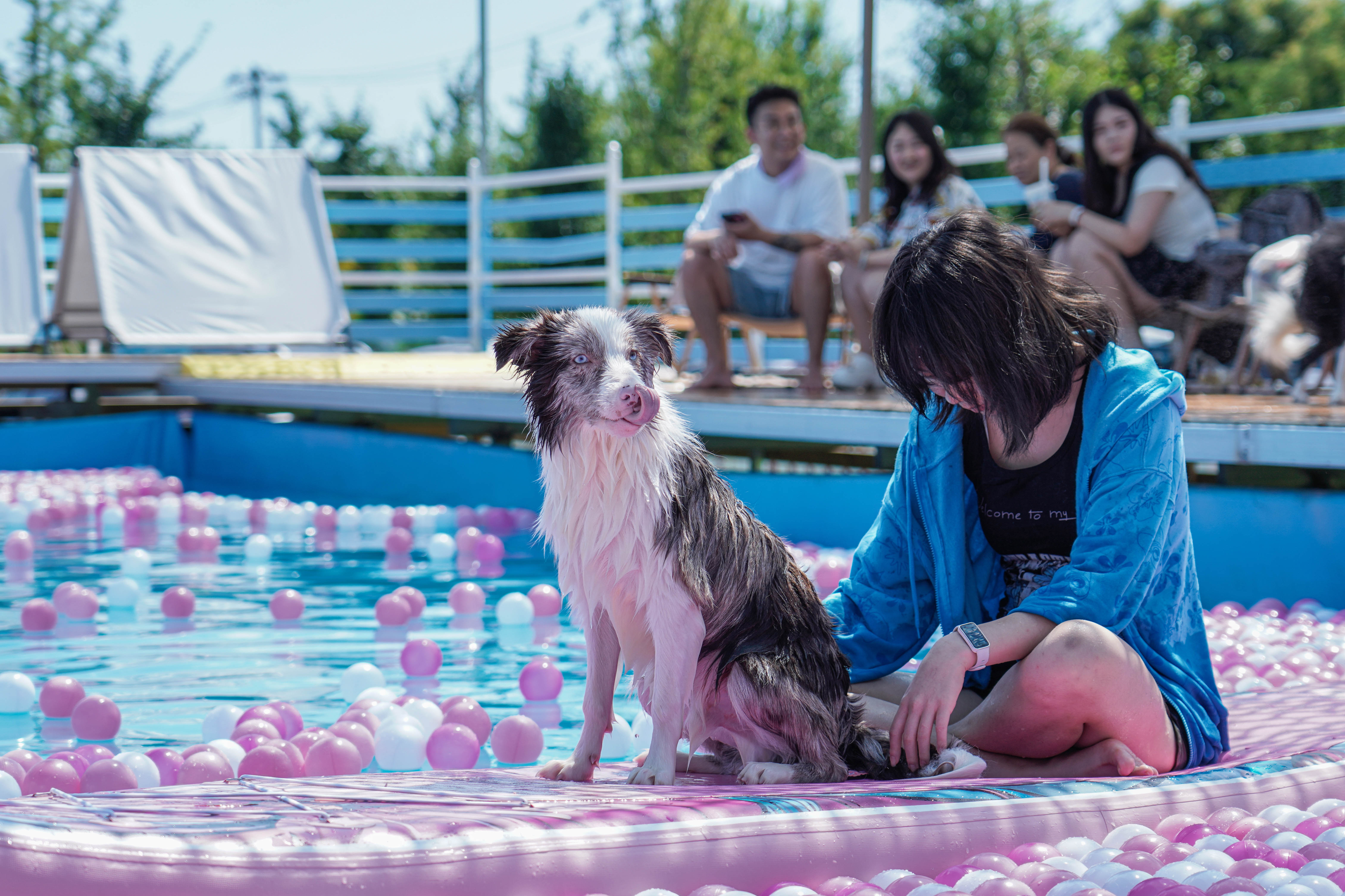 宠贝奇乐园泳池实拍 Petchi Land dog pool